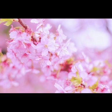 春ネイル★押し花ネイル★自宅ネイルサロン Y'schön★