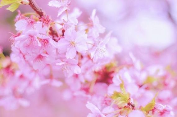 春ネイル★押し花ネイル★自宅ネイルサロン Y'schön★