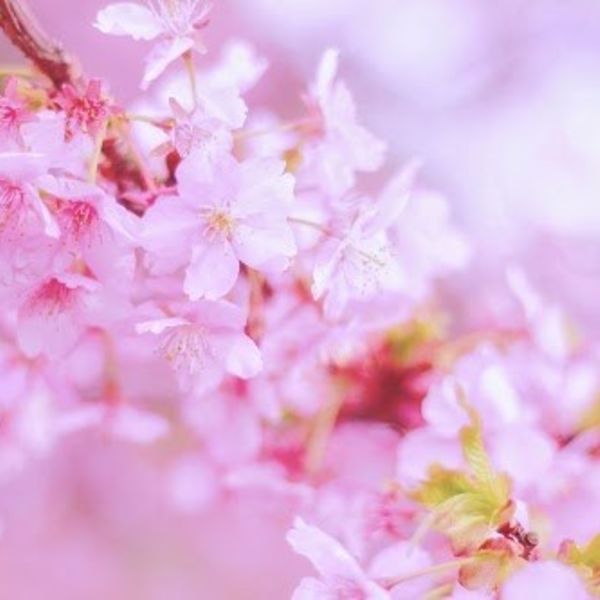 春ネイル★押し花ネイル★自宅ネイルサロン Y'schön★